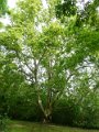 Alcsutdobozi arboretum - platanfa